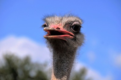 Grimace Bird View Head Stupid The Ostrich
